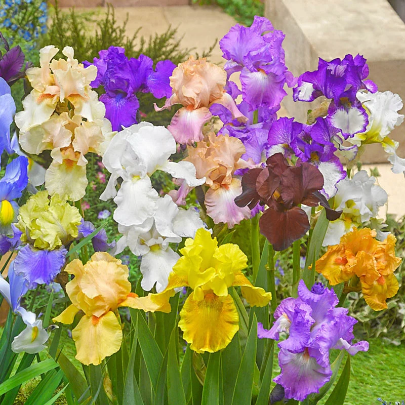 652-reblooming-tall-bearded-german-iris-mixture-1.webp