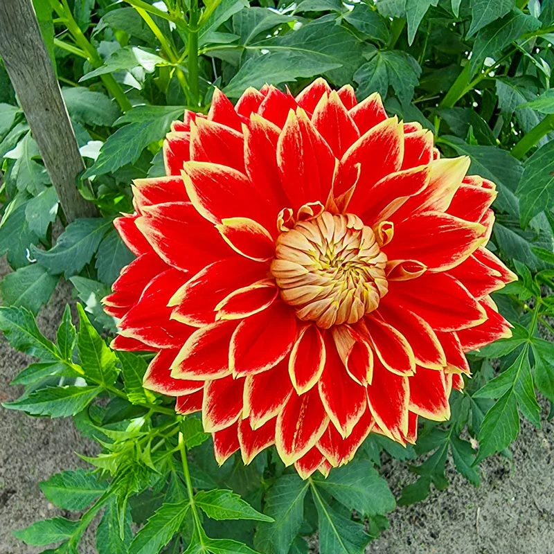 Dutch Carnival Dahlia