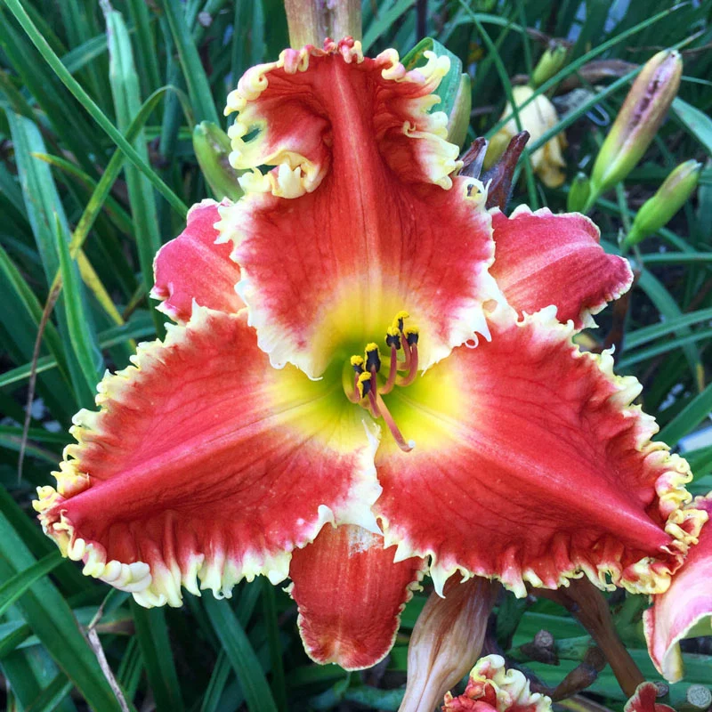 Red Sakura Reblooming Daylily
