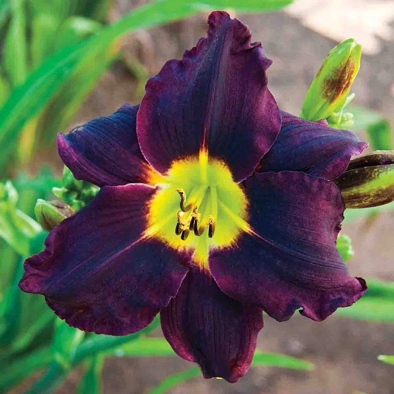 Black Ambrosia Reblooming Daylily