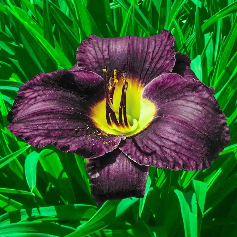 Black Ambrosia Reblooming Daylily