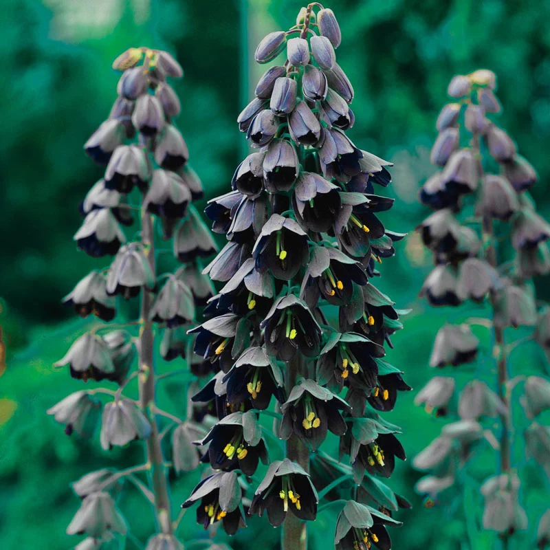 Fritillaria persica