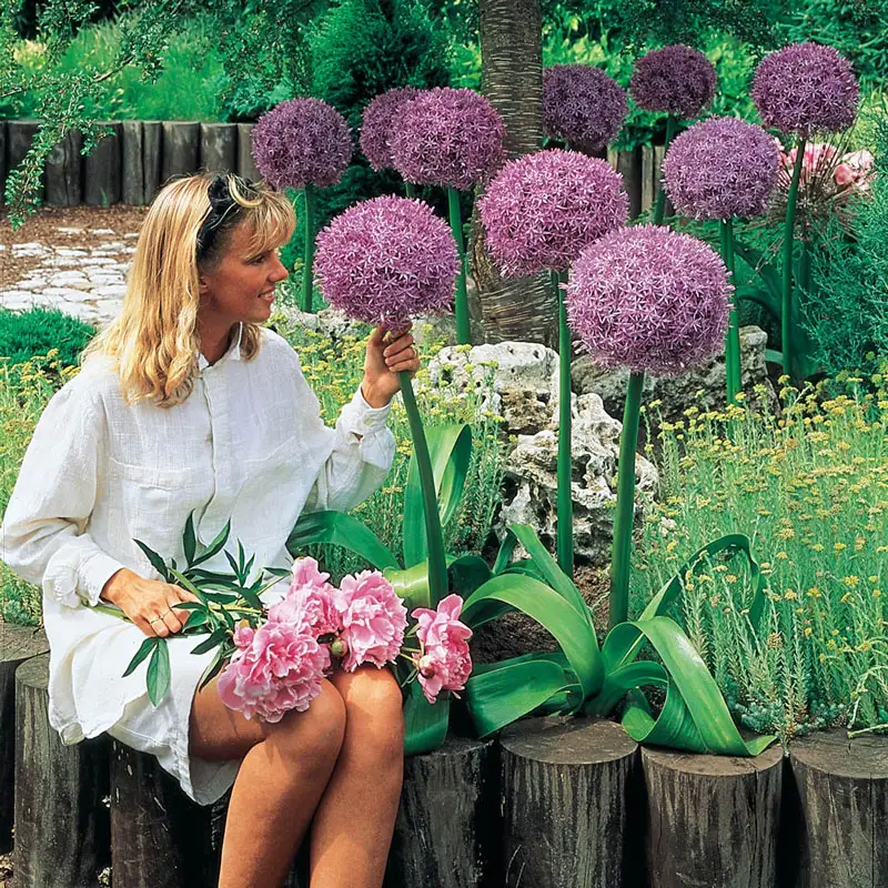 Beau Regard Allium