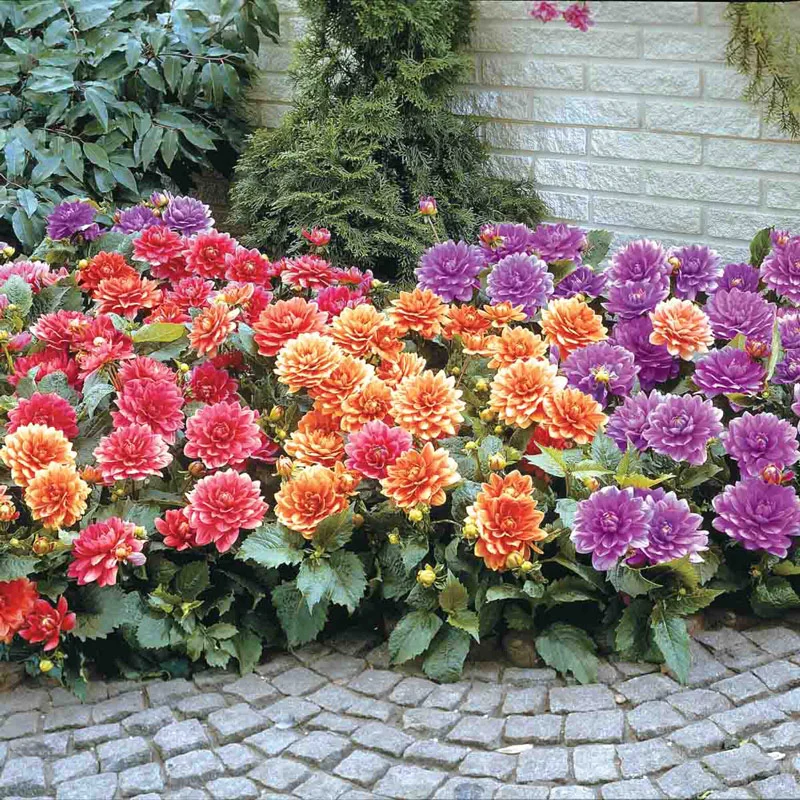 Patio Dahlia Mixture