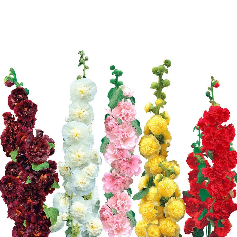 Double Hollyhock Collection