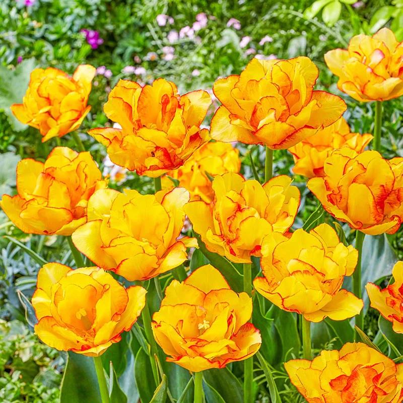 686-here-comes-the-sun-tulip-1.webp