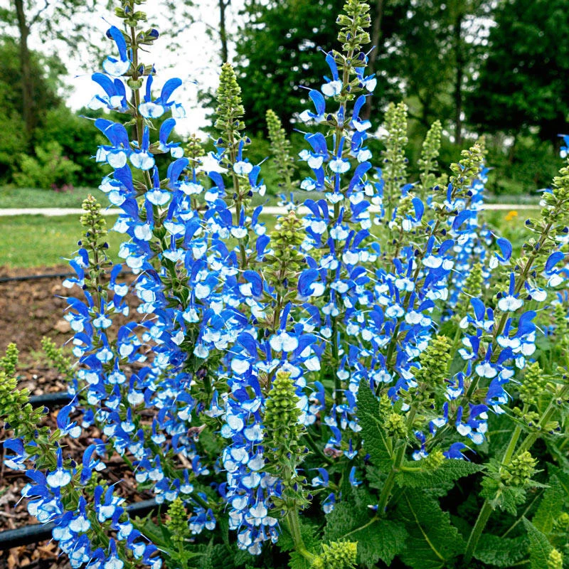 Azure Snow Salvia 1 687-azure-snow-salvia-1.webp
