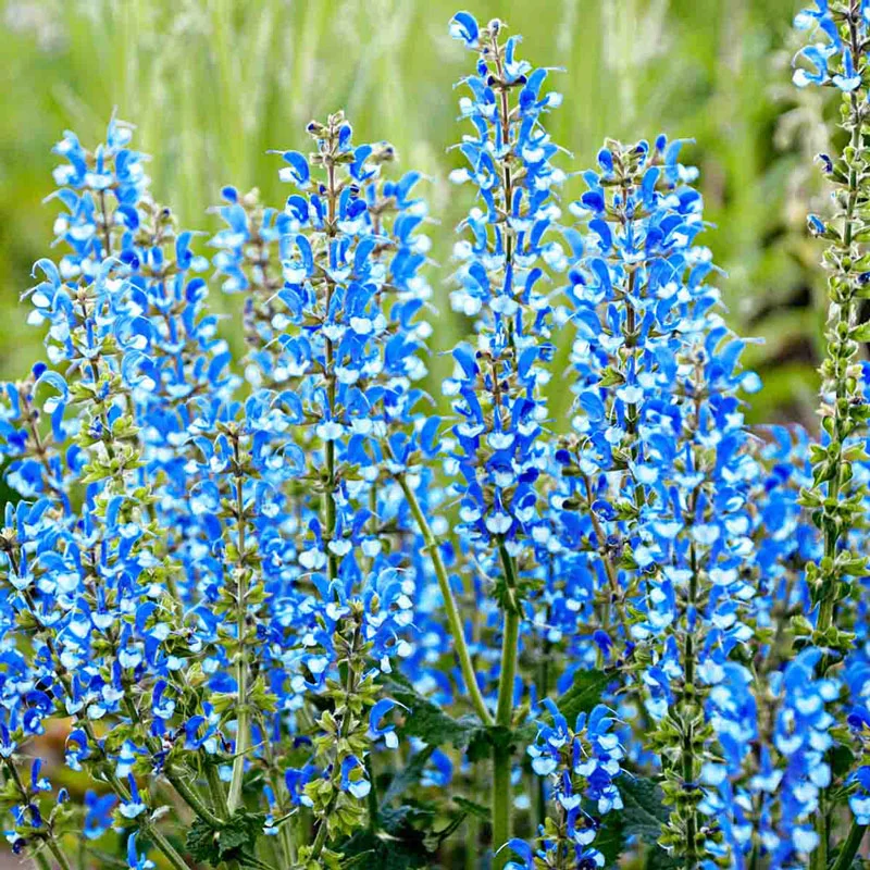 687-azure-snow-salvia-1.webp