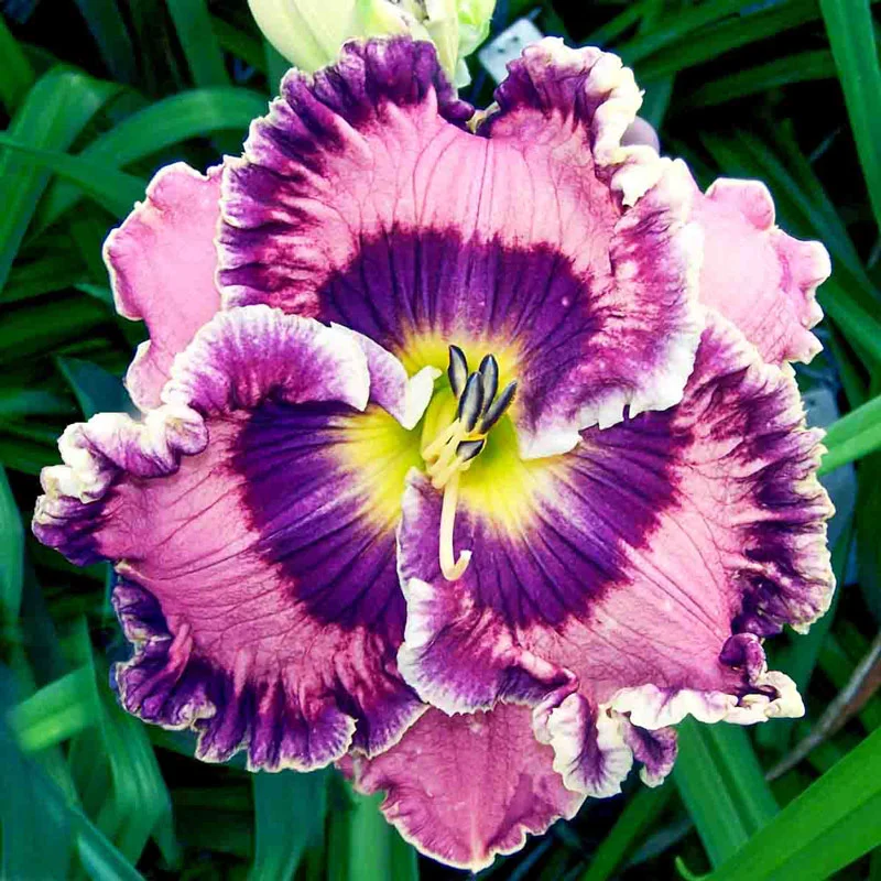 Born in California Reblooming Daylily