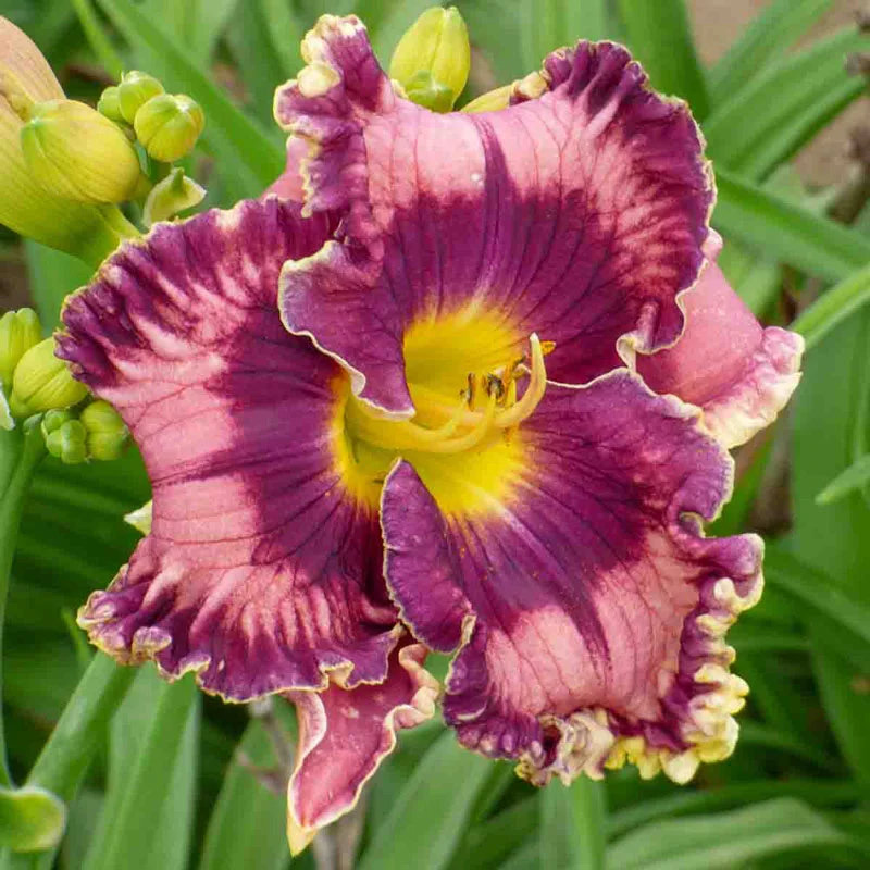 688-born-in-california-reblooming-daylily-1.webp