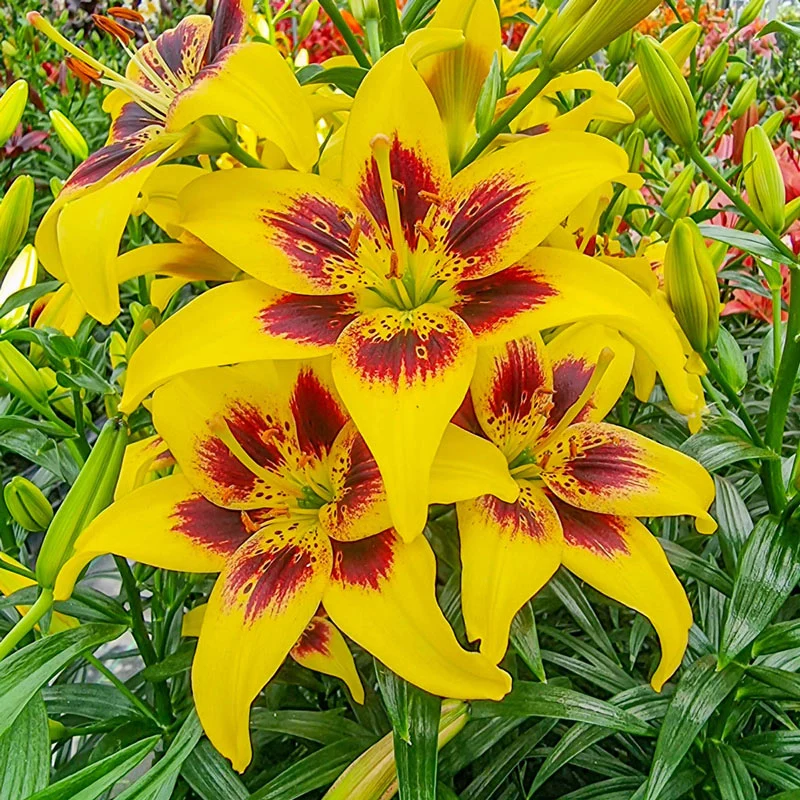 Pieton Lily