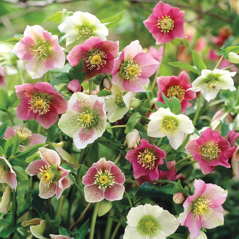 Mixed Hellebores (Helleborus orientalis Mix)