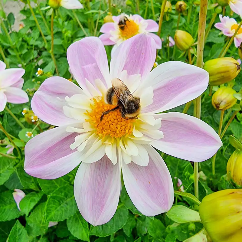 694-impression-famosa-dahlia-1.webp