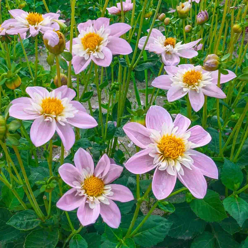 694-impression-famosa-dahlia-1.webp