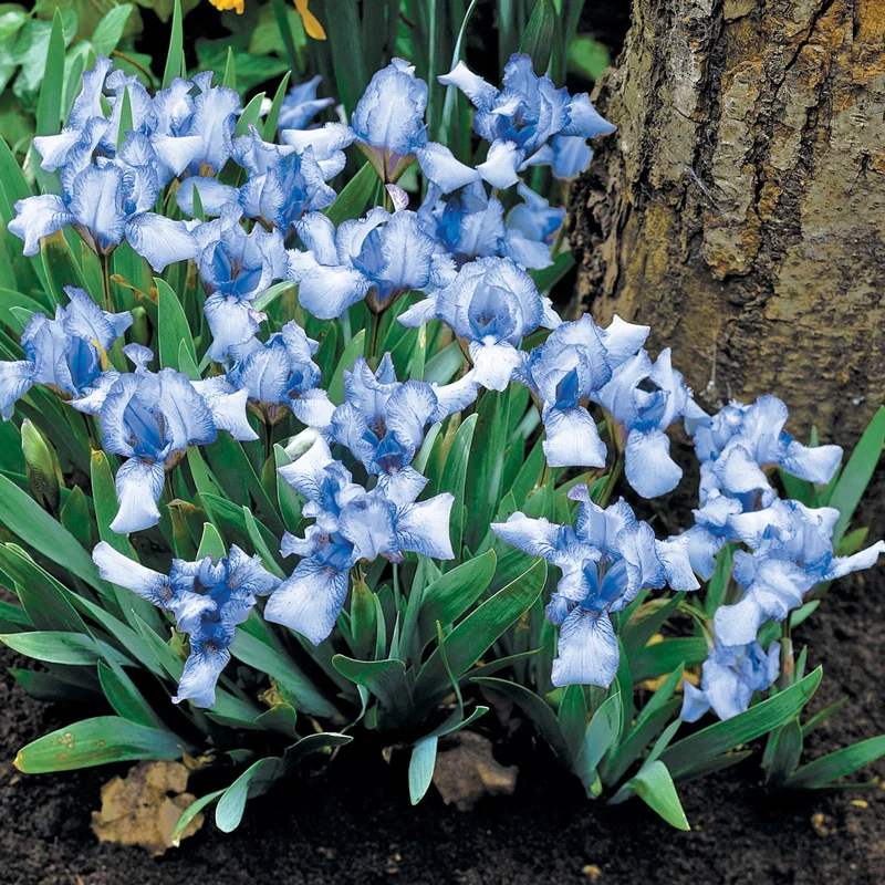 698-raindance-returns-dwarf-reblooming-bearded-iris-1.webp