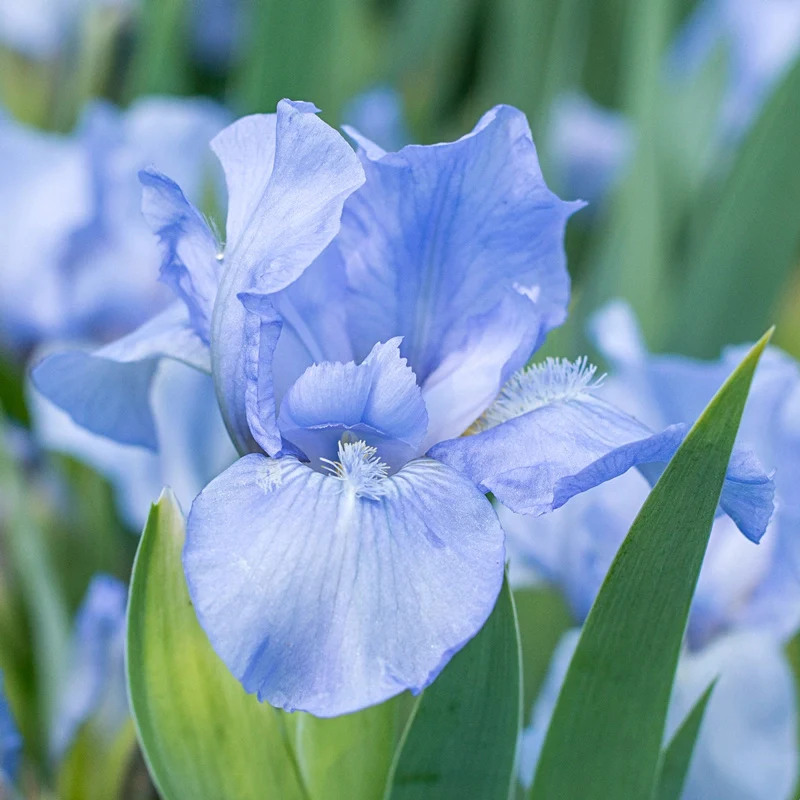 698-raindance-returns-dwarf-reblooming-bearded-iris-1.webp
