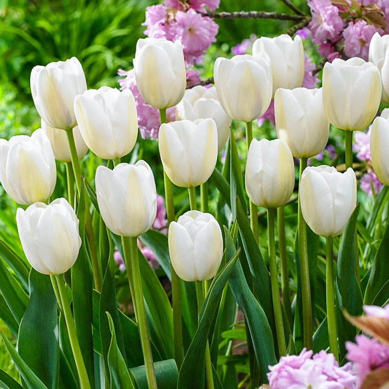 Clearwater Late-Blooming Tulip