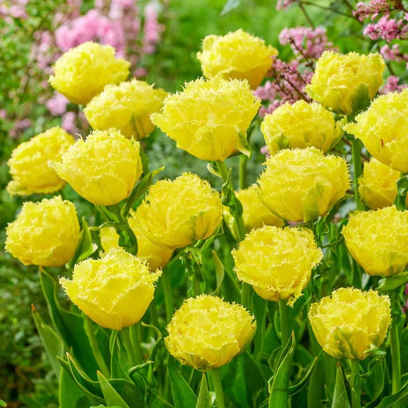700-lemon-shoot-tulip-1.webp
