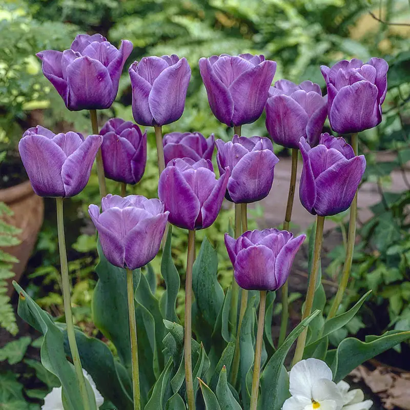 707-bleu-aimable-tulip-1.webp