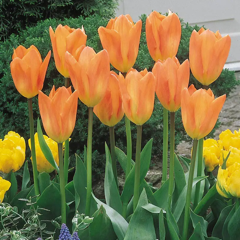 Orange Emperor Tulip