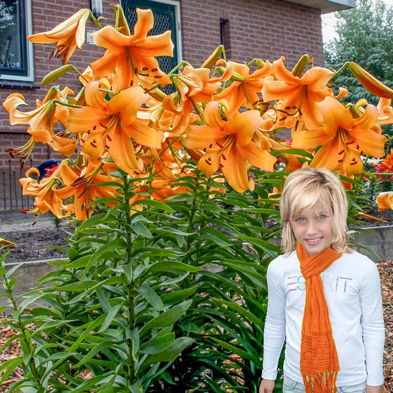 Orange Space Lily TreeÂ®