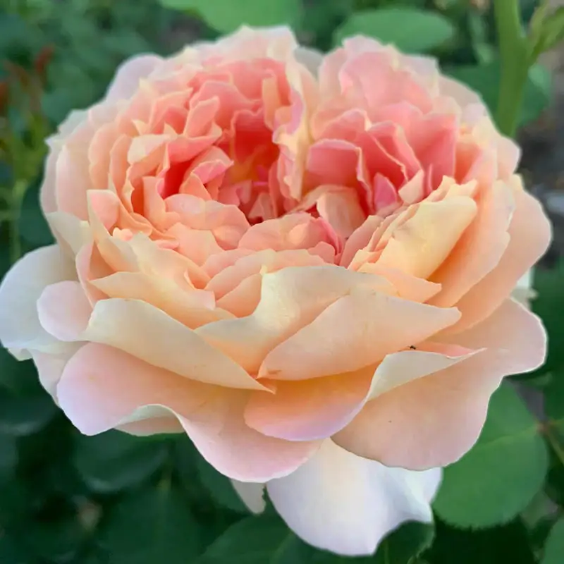 Fun in the Sunâ¢ Grandiflora Rose
