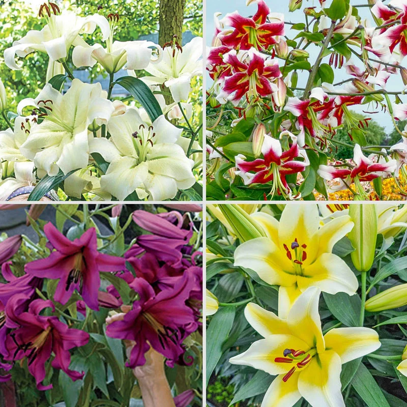 Great Expectations Lily TreeÂ® Collection