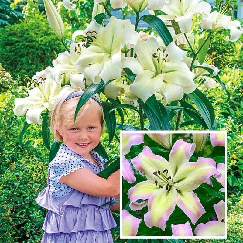 Great Expectations Lily Tree® Collection