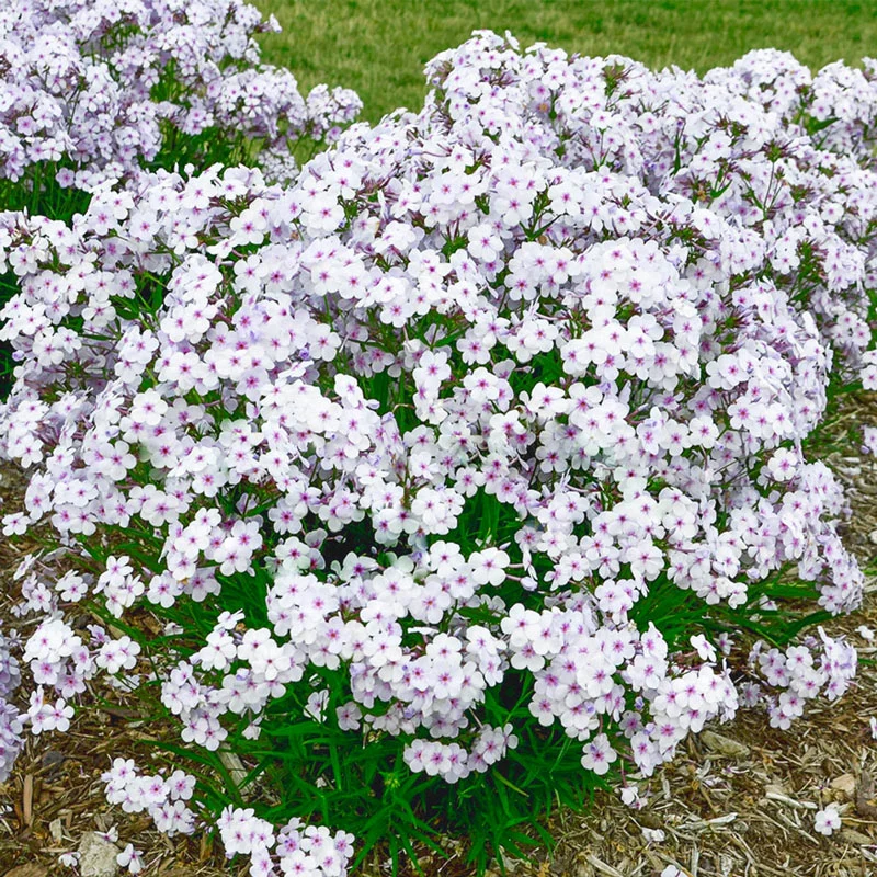 712-opening-act-pink-a-dot-reblooming-phlox-1.webp