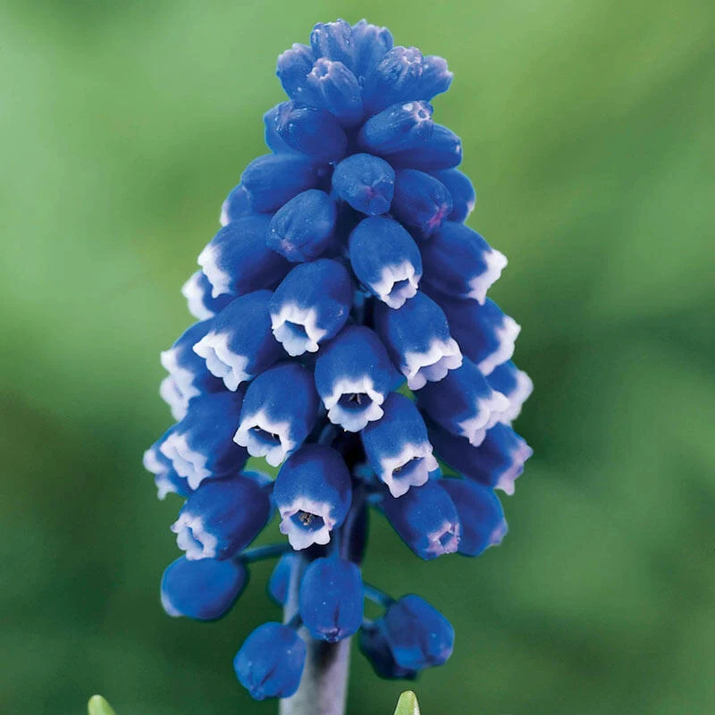 714-dark-eyes-grape-hyacinth-1.webp