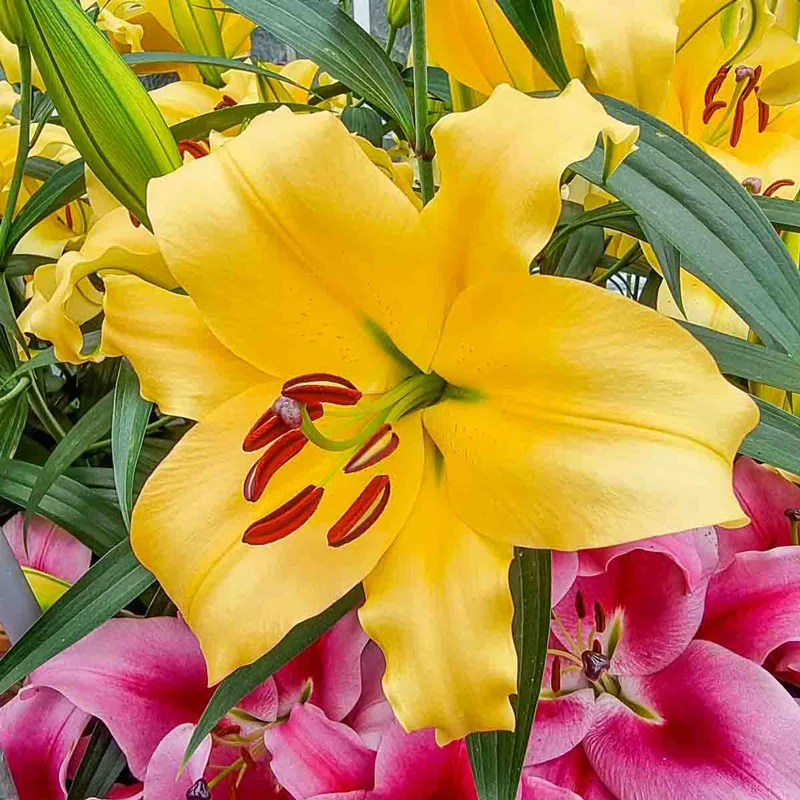 Corcovado Lily TreeÂ®