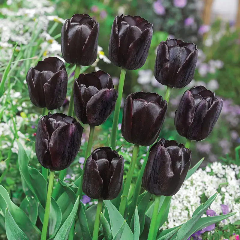 Queen of Night Tulip