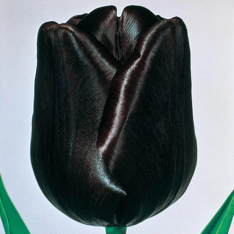 Queen of Night Tulip