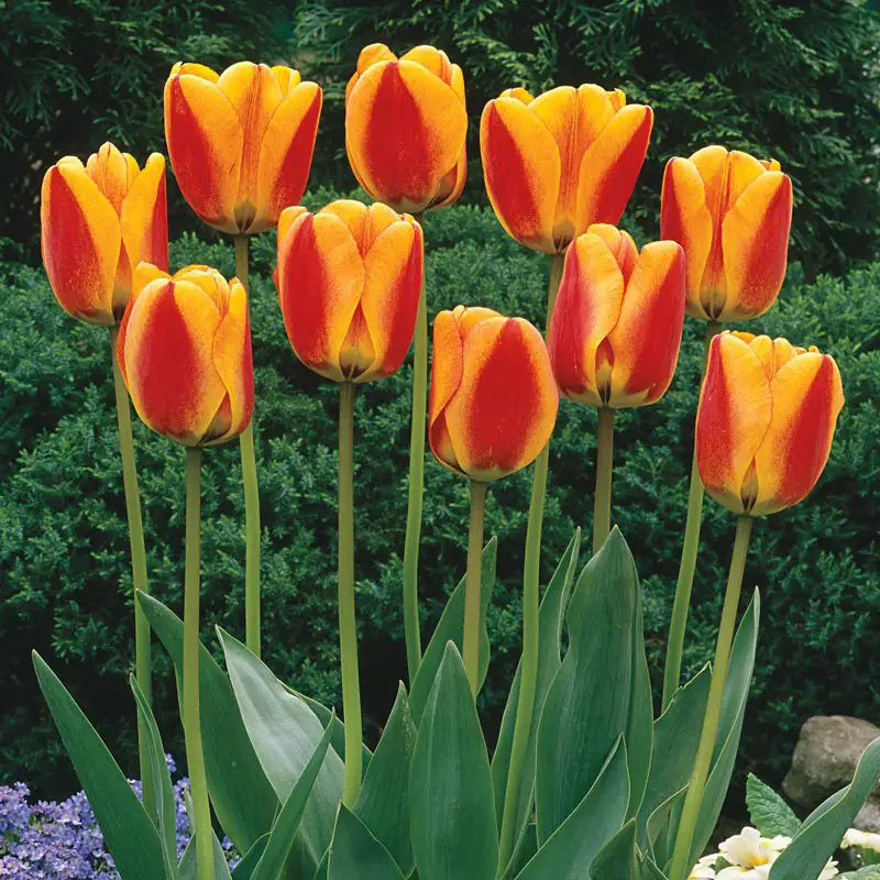 Halley's Comet Jumbo Perennial Tulip