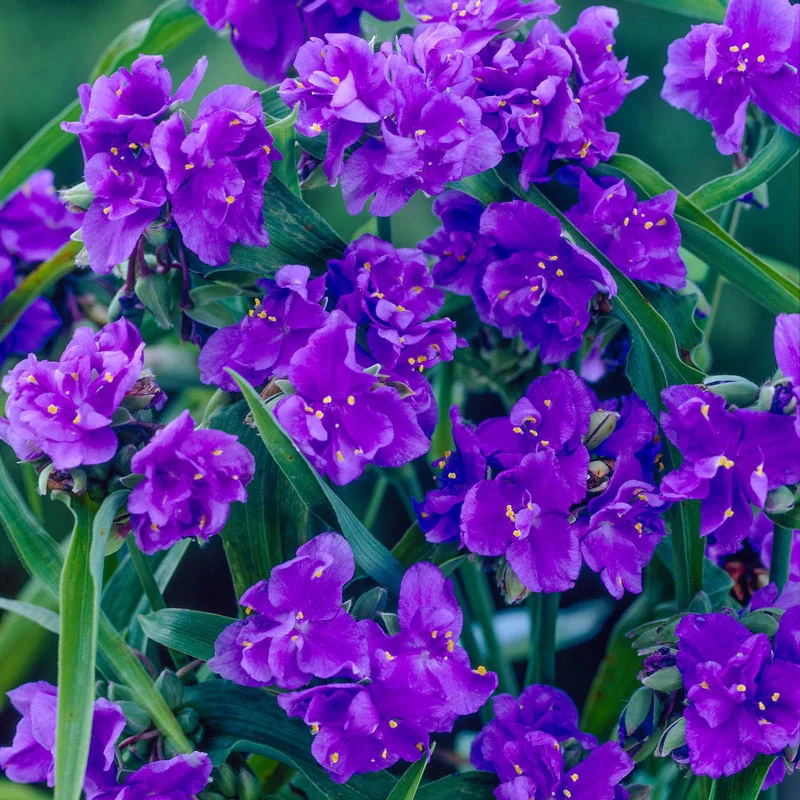 Double Blue Widow's Tears 1 723-double-blue-widow-s-tears-1.webp