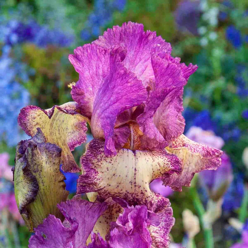 725-rock-star-reblooming-bearded-iris-1.webp