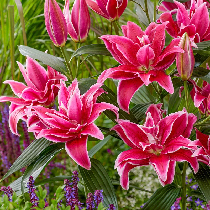 73-natascha-roselily-1.webp