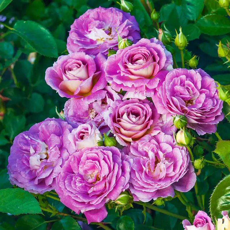 Arctic Blue⢠Floribunda Rose
