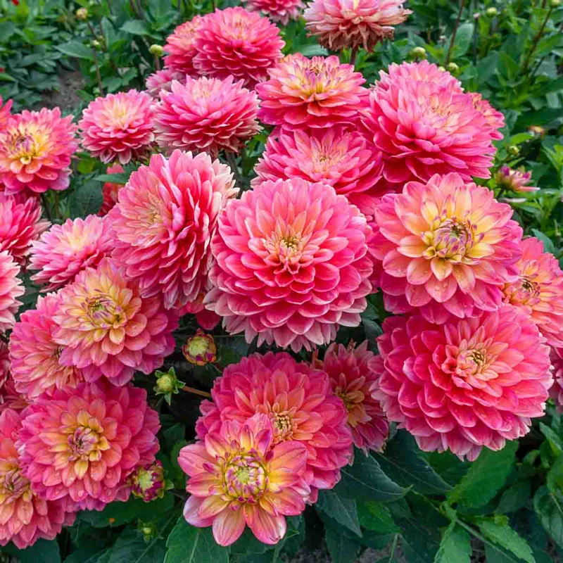 Melody Allegro Dahlia