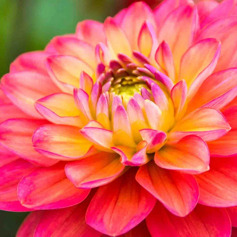 734-melody-allegro-dahlia-1.webp