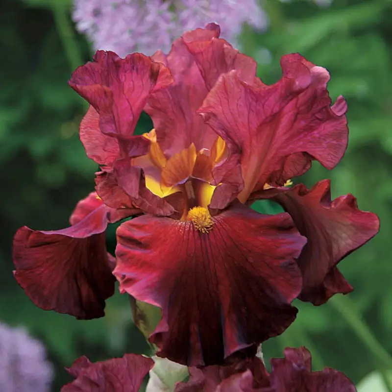 Rarest Red Bearded Iris