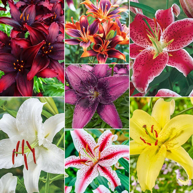 Super Lily Collection