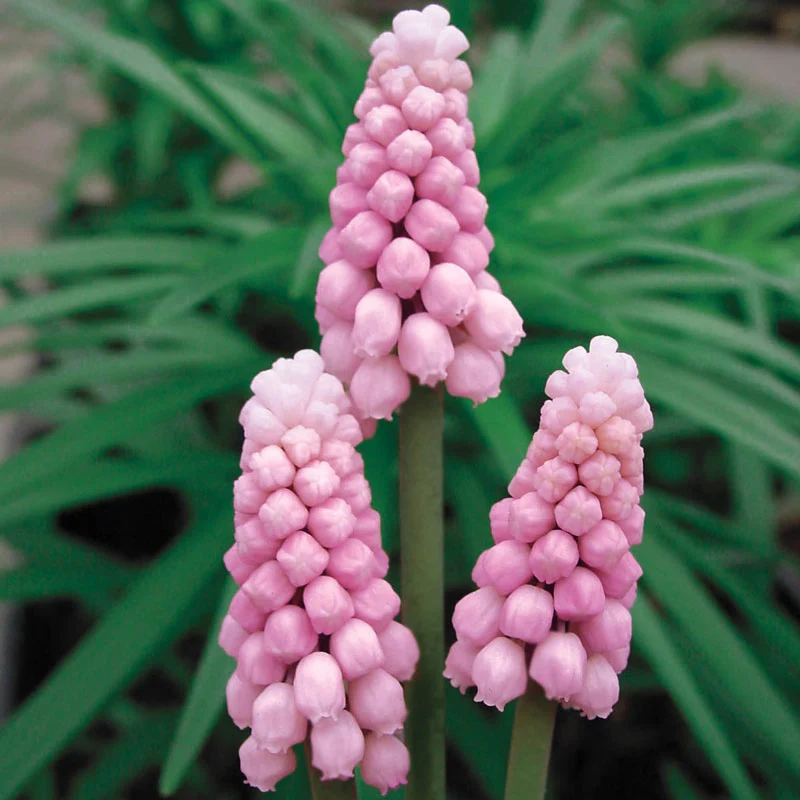 740-pink-grape-hyacinth-1.webp
