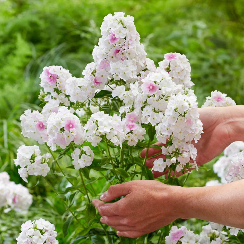 742-cool-water-phlox-1.webp