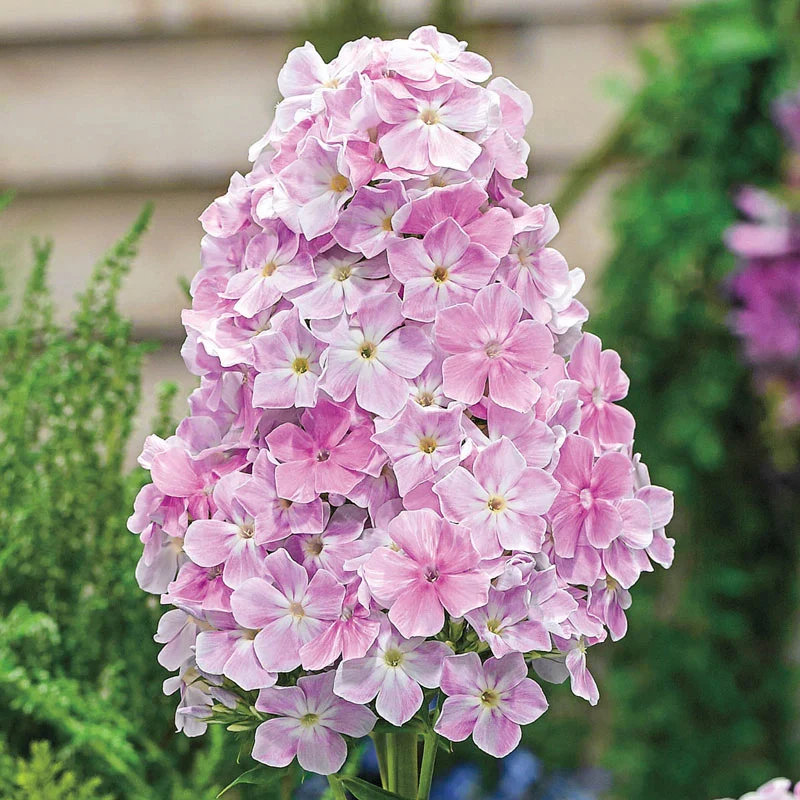 742-cool-water-phlox-1.webp