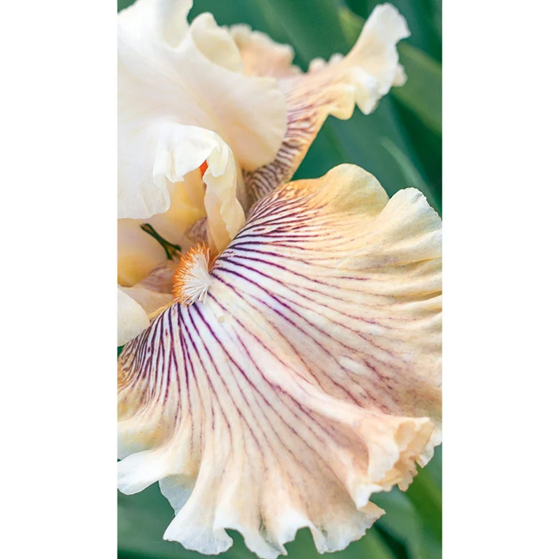 743-hello-darling-bearded-iris-1.webp