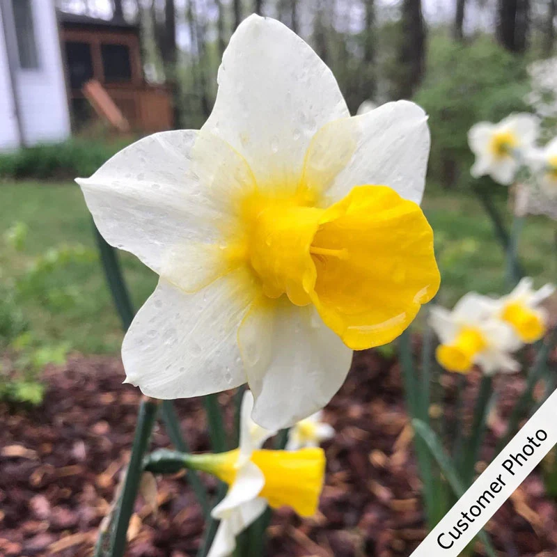 750-golden-echo-daffodil-1.webp