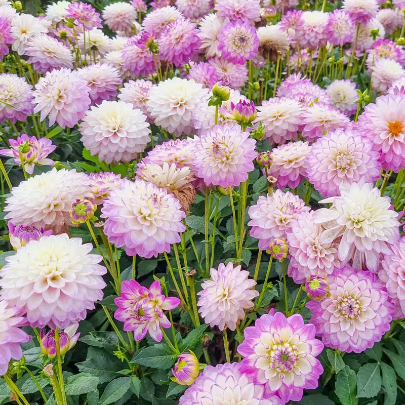 Melody Dixie Dahlia