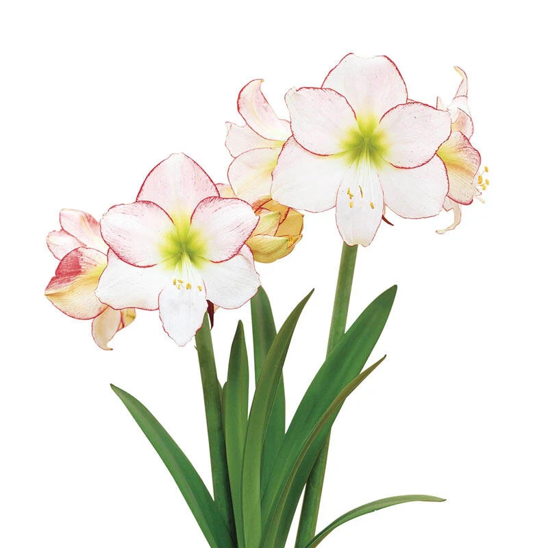 Picotee Amaryllis Bulb