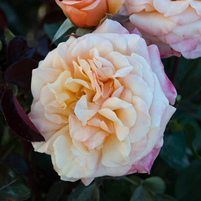 Morning Glow⢠Floribunda Rose 1 758-morning-glow-floribunda-rose-1.webp